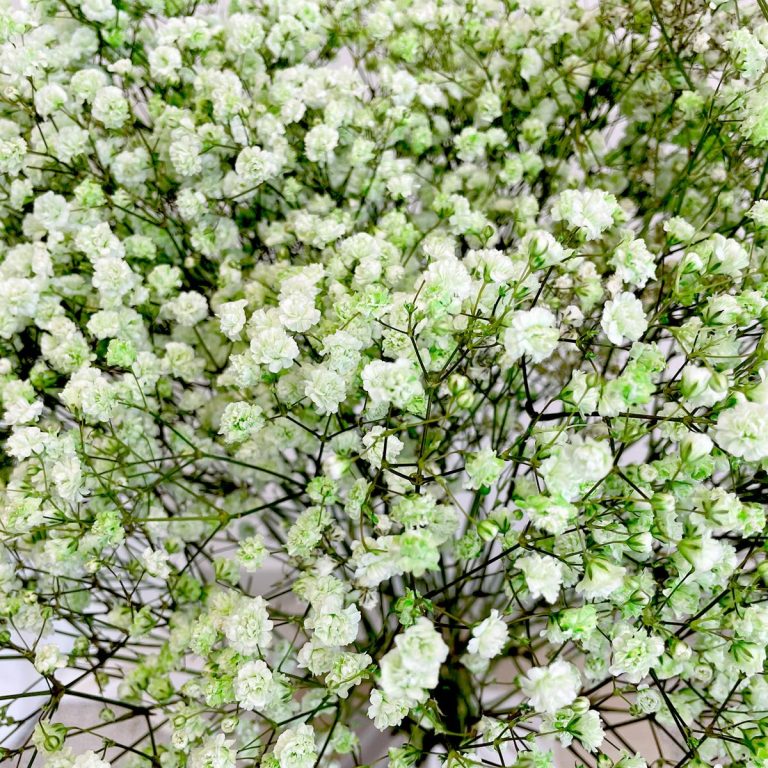 Gipsówka żywa gotowy bukiet zielony duży