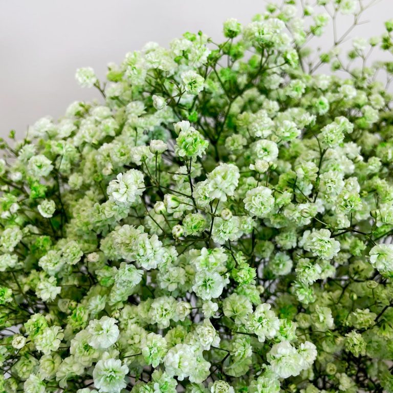 Gipsówka żywa gotowy bukiet zielony duży