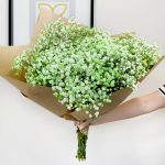 Gipsówka żywa gotowy bukiet zielony duży