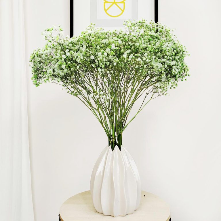 Gipsówka żywa gotowy bukiet zielony duży