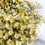 Gipsówka żywa gotowy bukiet żółty duży