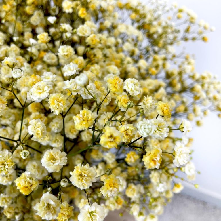 Gipsówka żywa gotowy bukiet żółty duży