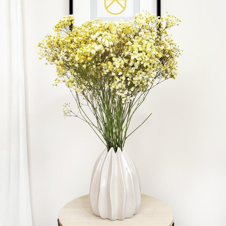 Gipsówka żywa gotowy bukiet żółty duży
