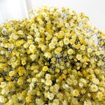 Gipsówka żywa gotowy bukiet żółty duży