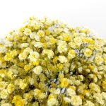 Gipsówka żywa gotowy bukiet żółty duży