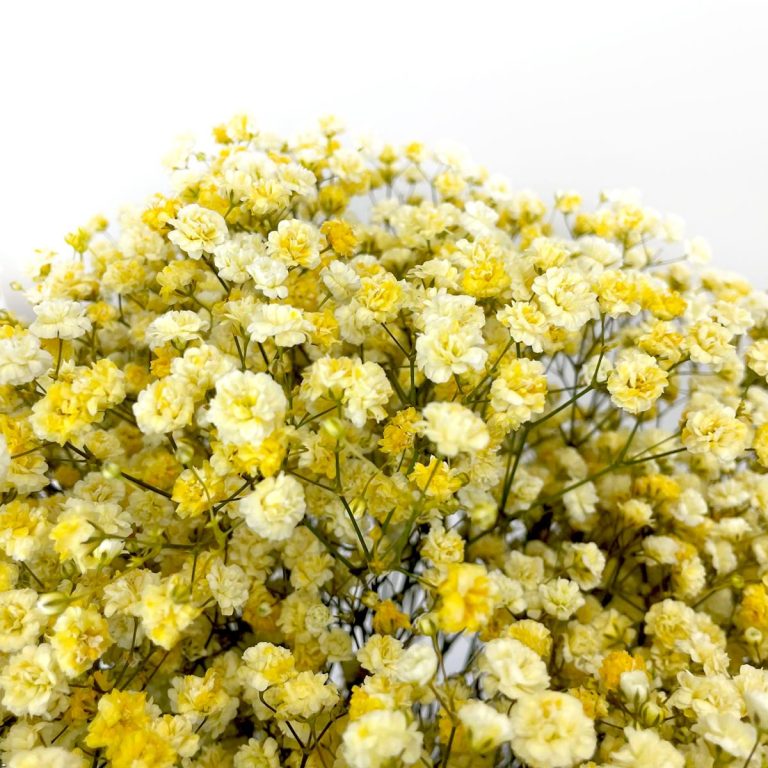 Gipsówka żywa gotowy bukiet żółty duży