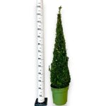 Bukszpan Wieczniezielony (Buxus) stożek 130cm