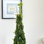 Bukszpan Wieczniezielony (Buxus) stożek 130cm