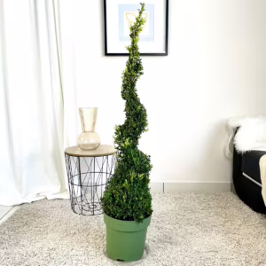 Bukszpan Wieczniezielony (Buxus) spirala 130cm