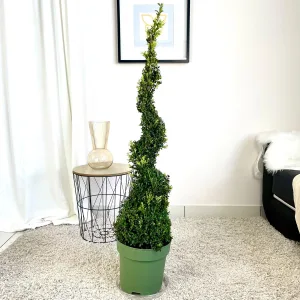 Bukszpan Wieczniezielony (Buxus) spirala 130cm