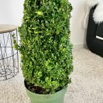 Bukszpan Wieczniezielony (Buxus) stożek 130cm