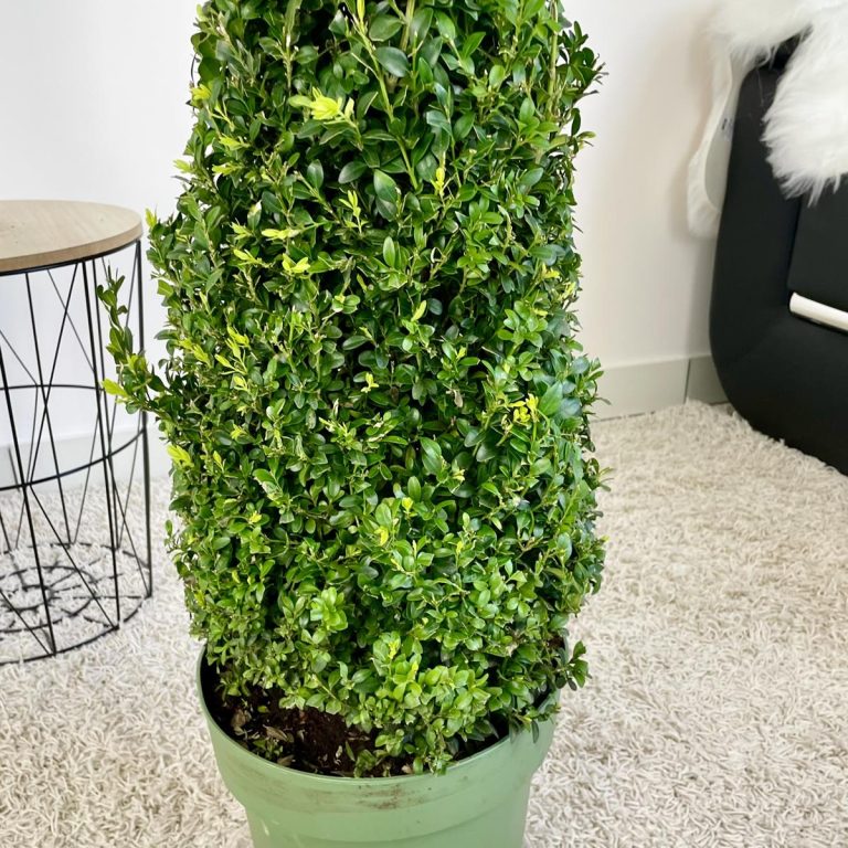 Bukszpan Wieczniezielony (Buxus) stożek 130cm