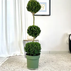 Bukszpan Wieczniezielony (Buxus) trzy kule 130cm