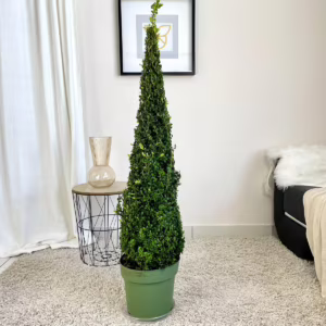 Bukszpan Wieczniezielony (Buxus) stożek 130cm