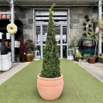 Bukszpan Wieczniezielony (Buxus) stożek 130cm