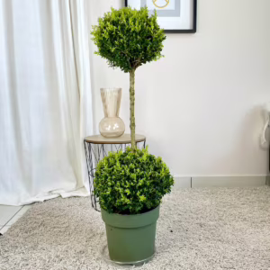 Bukszpan Wieczniezielony (Buxus) dwie kule 130cm