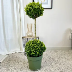 Bukszpan Wieczniezielony (Buxus) dwie kule 130cm