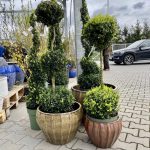 Bukszpan Wieczniezielony (Buxus) stożek 130cm
