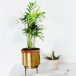 Palma Chamedora wytworna (Chamaedorea elegans) 30cm