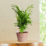 Palma Chamedora wytworna (Chamaedorea elegans) 30cm