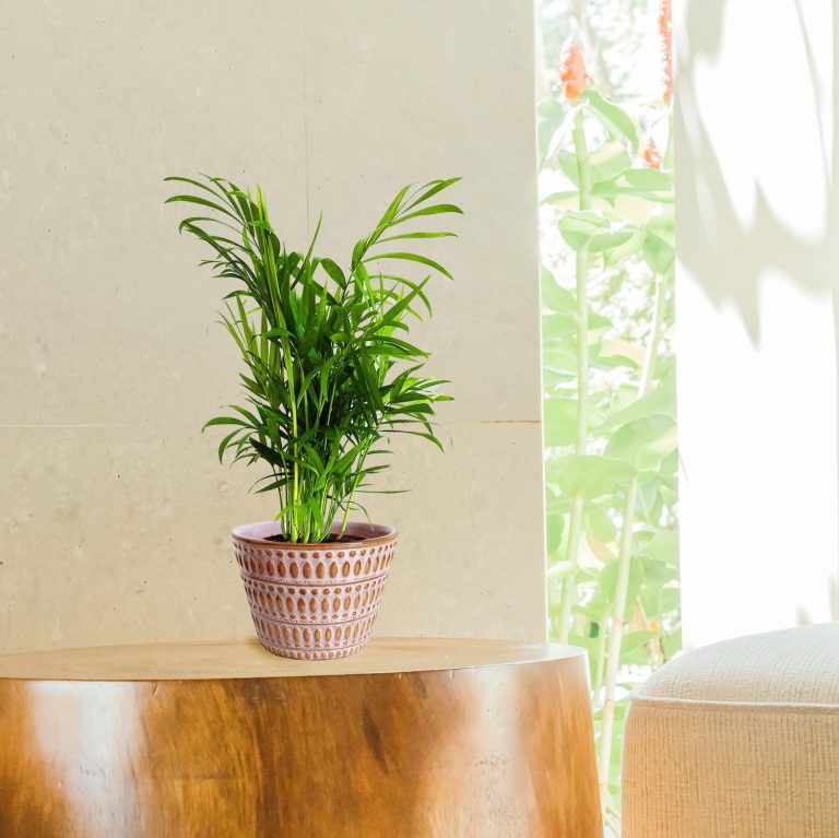 Palma Chamedora wytworna (Chamaedorea elegans) 30cm