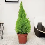 Cyprysik (Cupressus 'Goldcrest Wilma') drzewko świąteczne 90cm