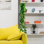 Cissus okrągłolistny (Cissus Rotundifolia) 160cm