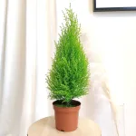 Cyprysik (Cupressus 'Goldcrest Wilma') mini choinka 65cm