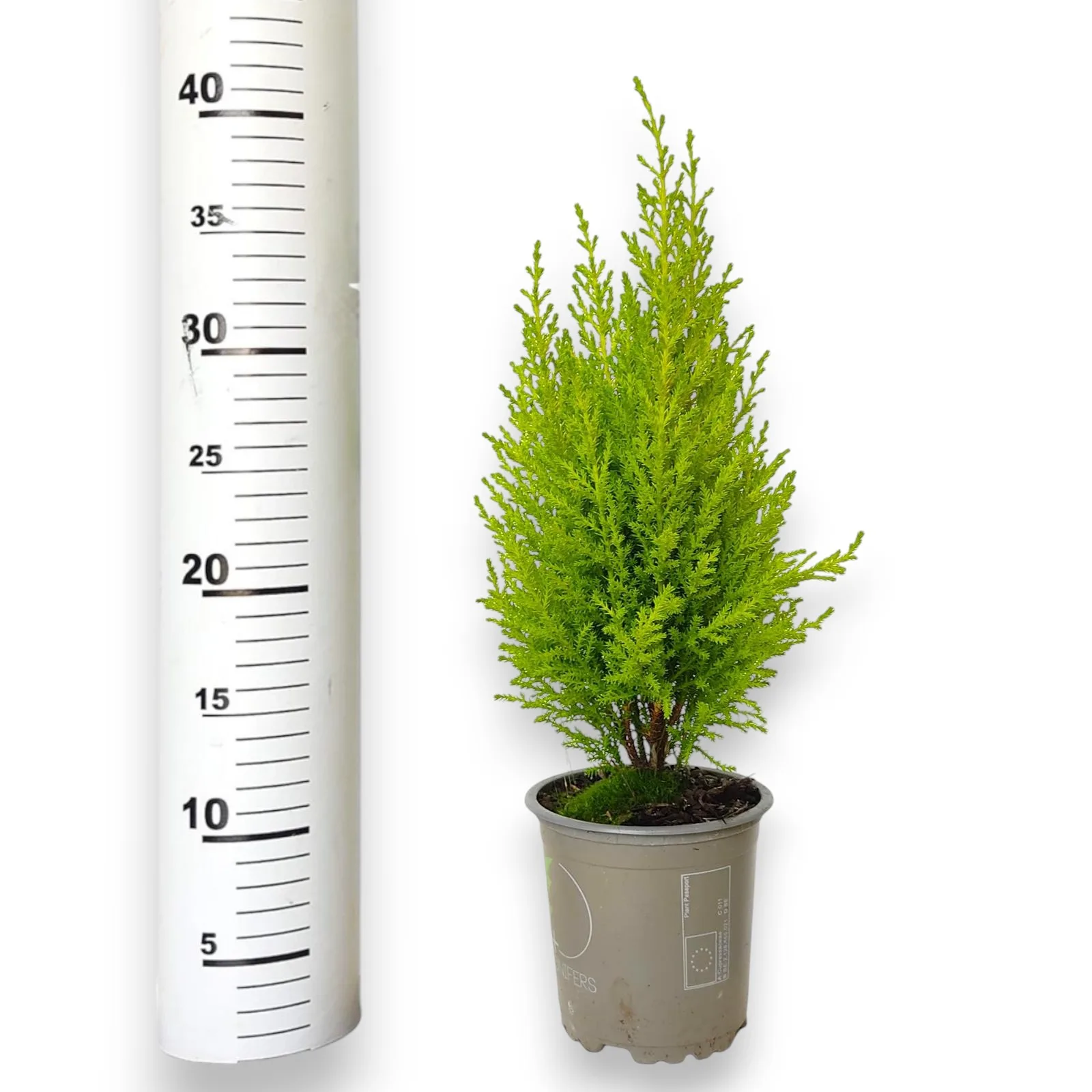 Cyprysik (Cupressus 'Goldcrest Wilma') mini choinka 40cm