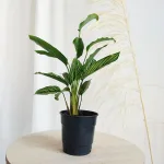 Kalatea elliptica (Calathea 'Vitatta') 35cm