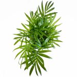 Palma Chamedora wytworna (Chamaedorea elegans) 30cm