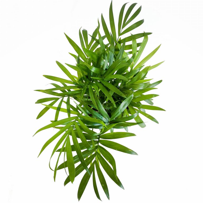 Palma Chamedora wytworna (Chamaedorea elegans) 30cm