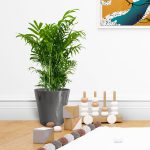 Palma Chamedora wytworna (Chamaedorea elegans) 60cm