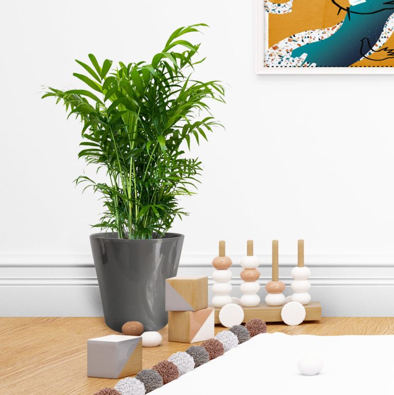 Palma Chamedora wytworna (Chamaedorea elegans) 60cm