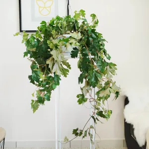 Cissus rombolistny (Rhombifolia 'Ellen Danica') 70cm