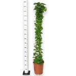 Cissus okrągłolistny (Cissus Rotundifolia) 160cm