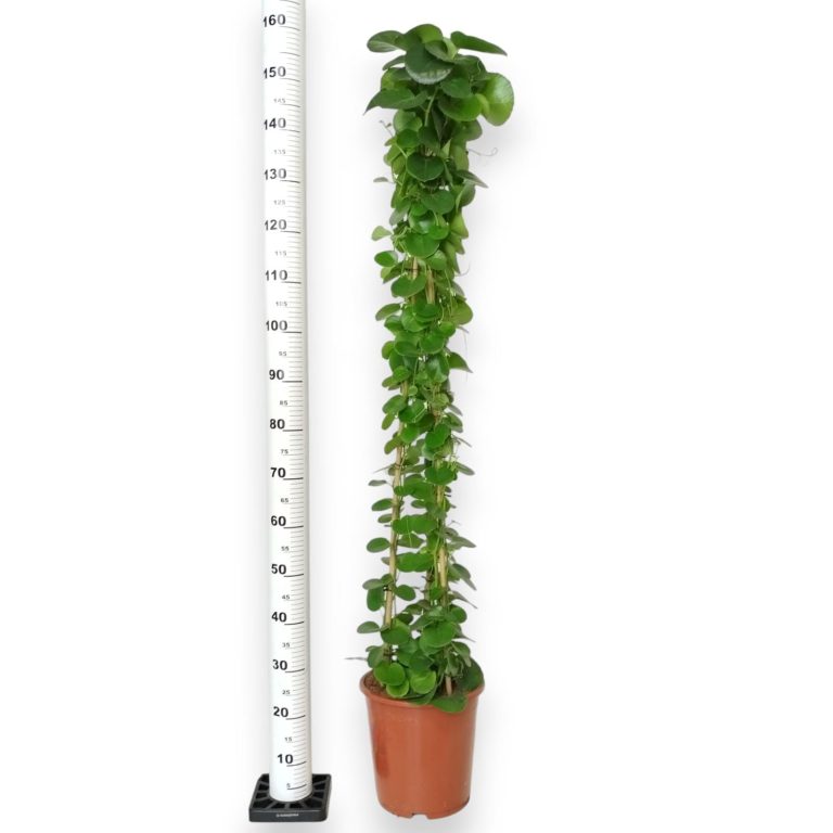 Cissus okrągłolistny (Cissus Rotundifolia) 160cm