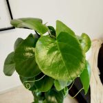 Cissus okrągłolistny (Cissus Rotundifolia) 160cm