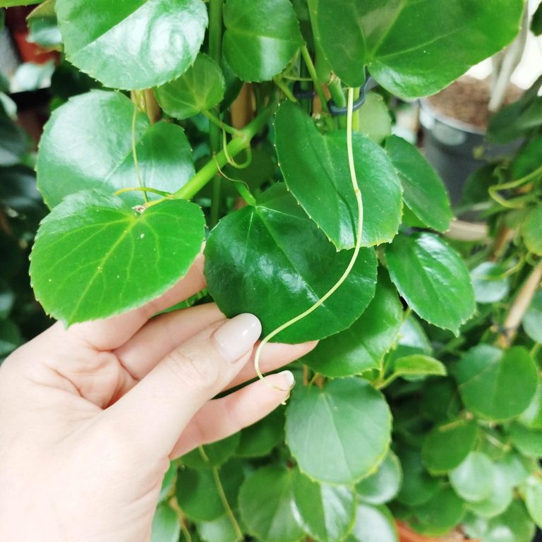 Cissus okrągłolistny (Cissus Rotundifolia) 160cm