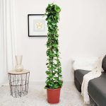 Cissus okrągłolistny (Cissus Rotundifolia) 160cm