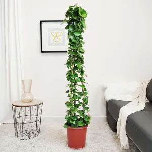 Cissus okrągłolistny (Cissus Rotundifolia) 160cm