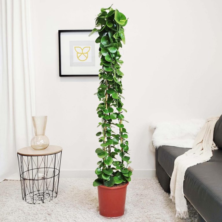 Cissus okrągłolistny (Cissus Rotundifolia) 160cm