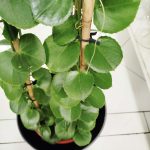 Cissus okrągłolistny (Cissus Rotundifolia) 160cm