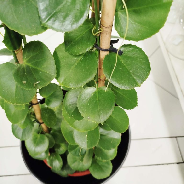 Cissus okrągłolistny (Cissus Rotundifolia) 160cm