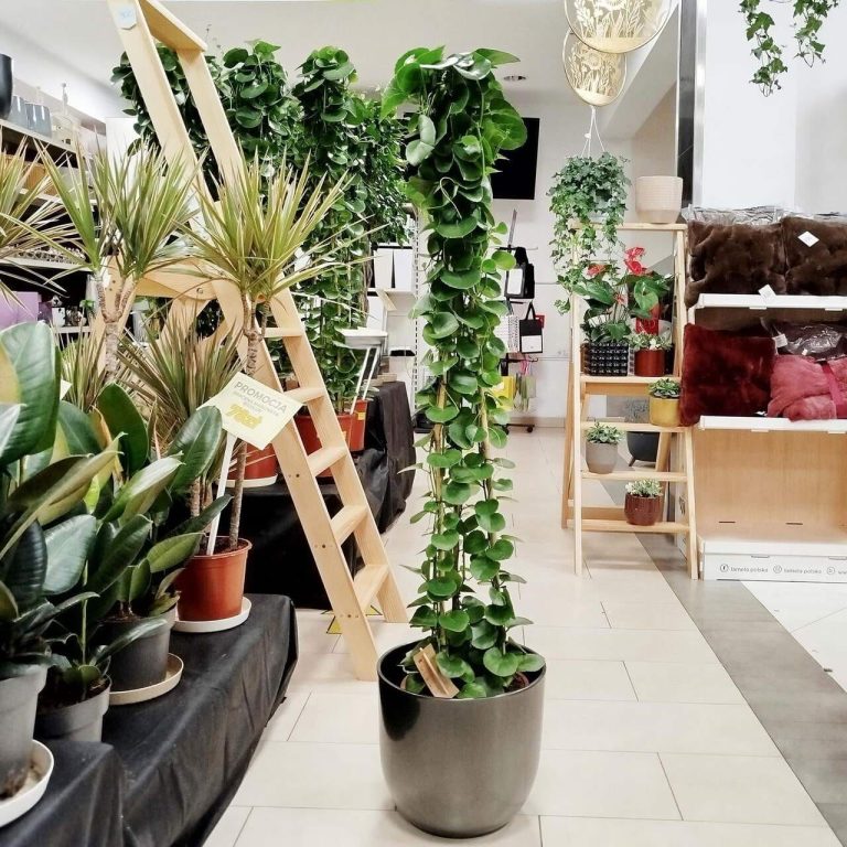 Cissus okrągłolistny (Cissus Rotundifolia) 160cm