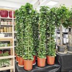 Cissus okrągłolistny (Cissus Rotundifolia) 160cm