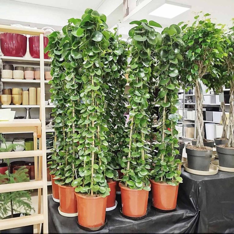 Cissus okrągłolistny (Cissus Rotundifolia) 160cm