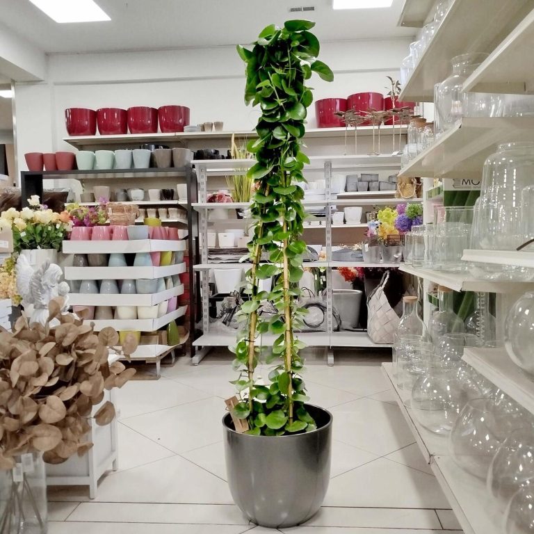 Cissus okrągłolistny (Cissus Rotundifolia) 160cm