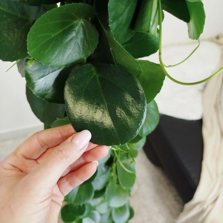 Cissus okrągłolistny (Cissus Rotundifolia) 160cm