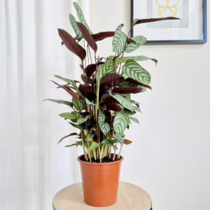 Ctenanthe (Ctenanthe setosa 'Compactstar') 80cm